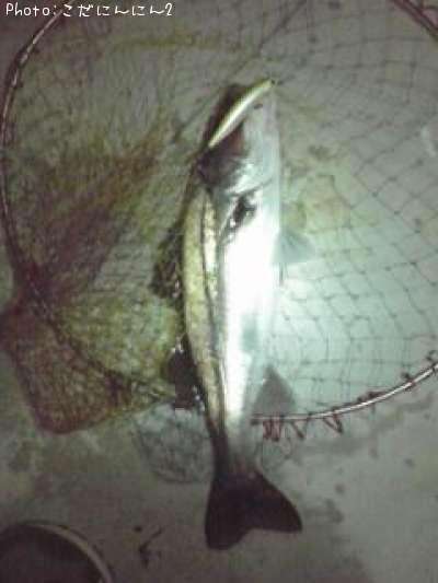 �����Х�