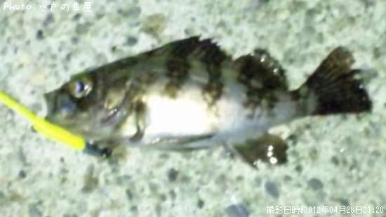 ������Х�