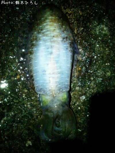 �����ꥤ��