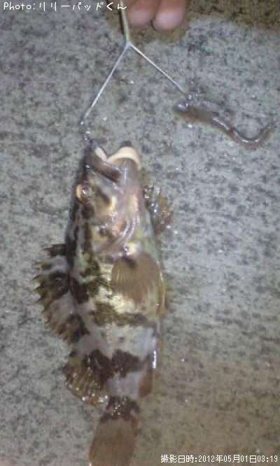 ̤��μܥ���