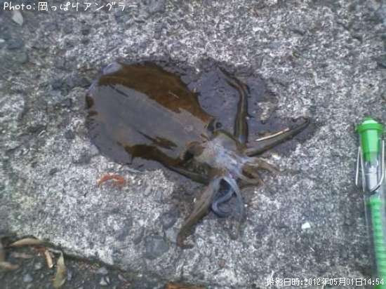 �����ꥤ��