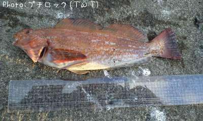 �����ʥ�