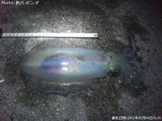 �����ꥤ��