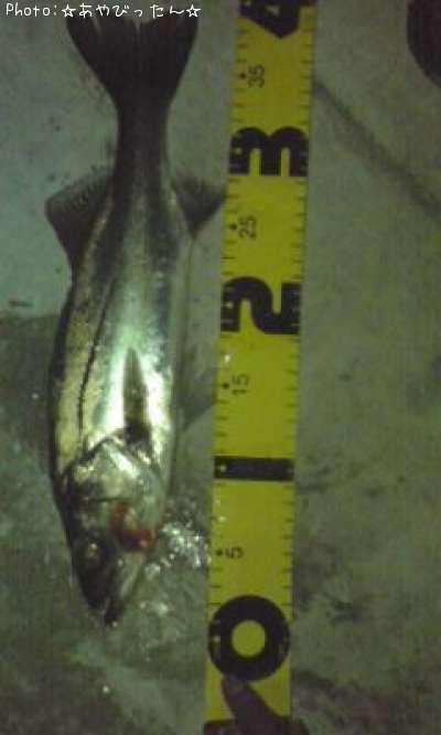 �����Х�