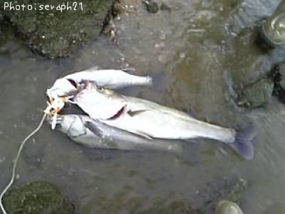 �����Х�����ɤ