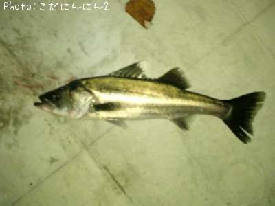 �����Х�