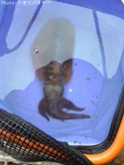 �����ꥤ��