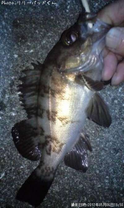 ��Х�����