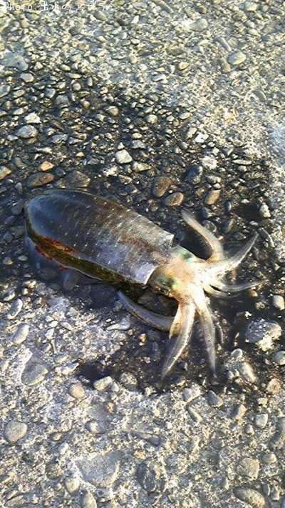 �ߥ�����