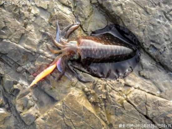 �����ꥤ��