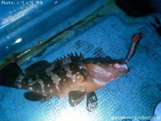 �����ϥ�