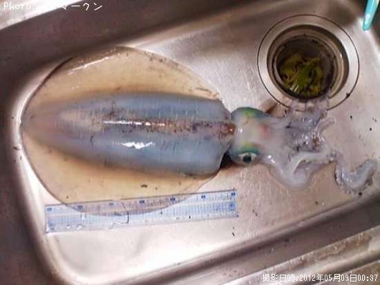 �����ꥤ��