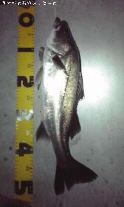 �����Х�