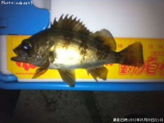 ���ӥ�Х�ߣ�