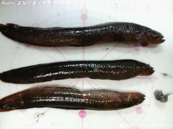 ���Ǥ�����