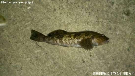 �����ʥ�