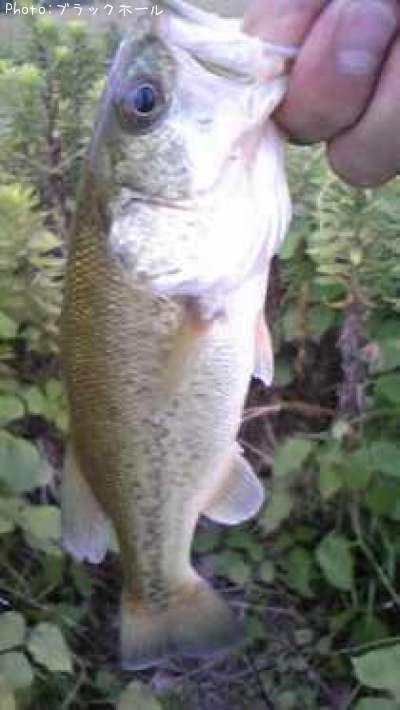 �֥�å��Х�