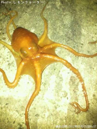 �����ȥѥ�