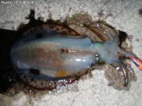 �����ꥤ��