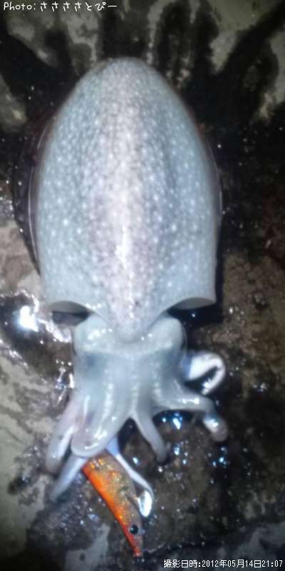 ����䥱����