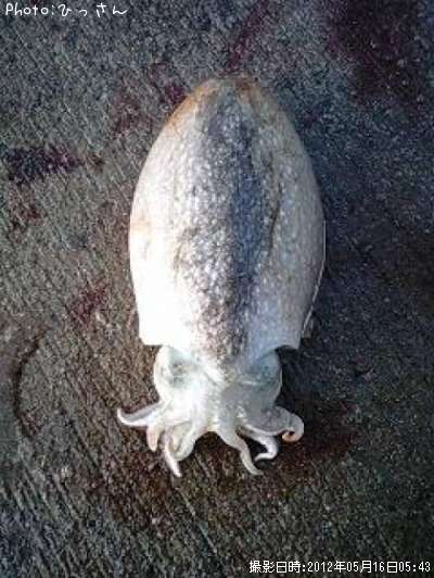 ����䥱����