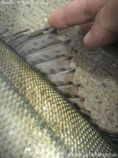 �����Х�