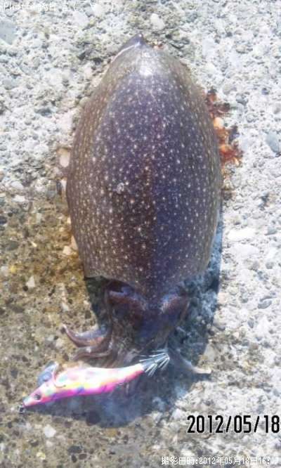 ����䥱����
