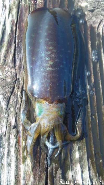 �����ꥤ��