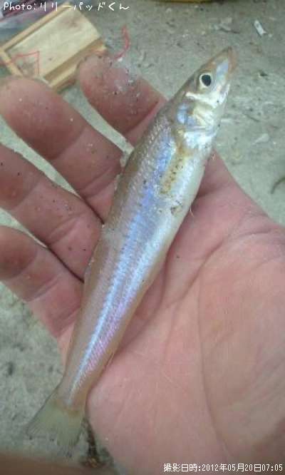 ��ǯ�Υե������ȥ��å�