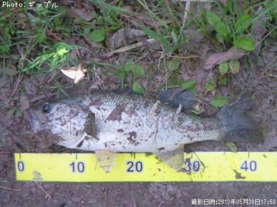 �֥�å��Х�