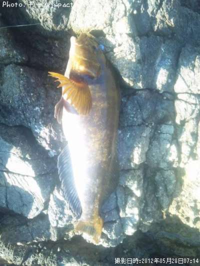 �����ʥ�