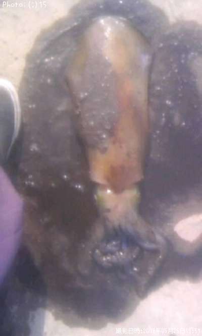 �����ꥤ��