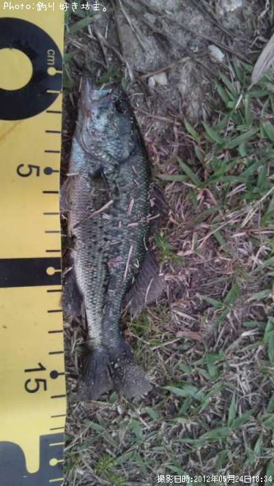 �֥�å��Х�