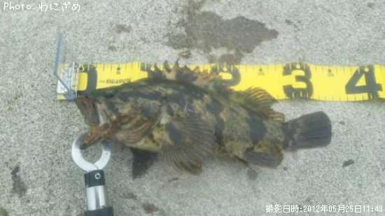 �٥å�������