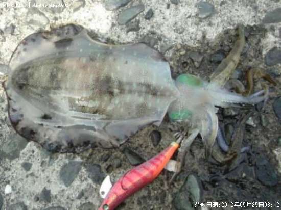 �����ꥤ��