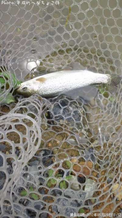 �쥤��ܡ��ȥ饦��