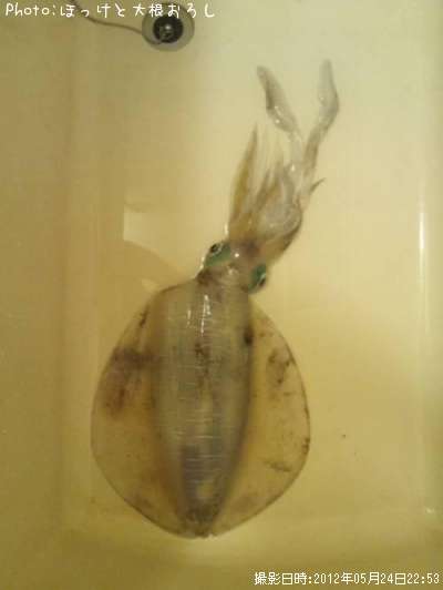 �����ꥤ��