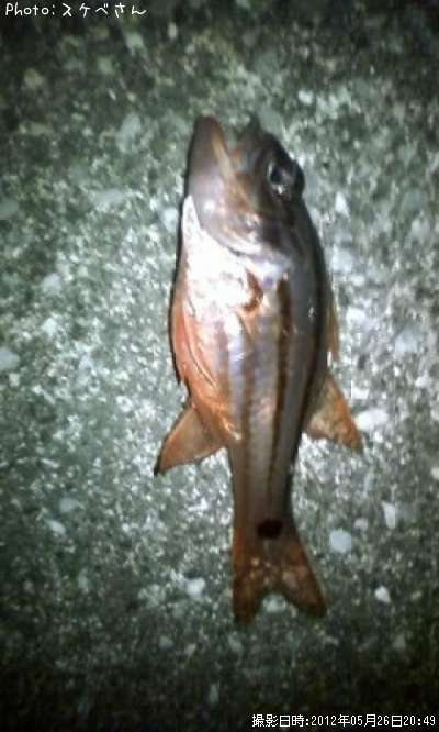 ���Ǥ��礥��á���