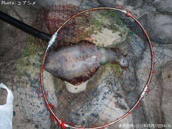 �����ꥤ��