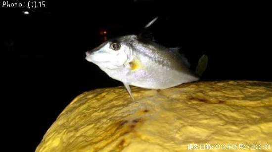 ����ܥ󥢥���