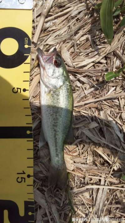 �֥�å��Х�