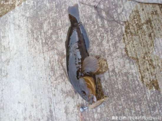 �����ʥ�