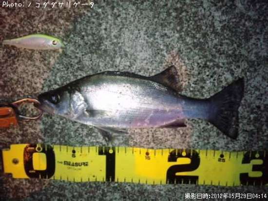 �ҥ饻����