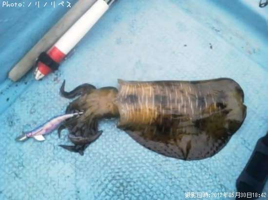 �����ꥤ��