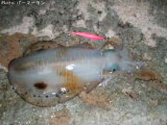 �����ꥤ��