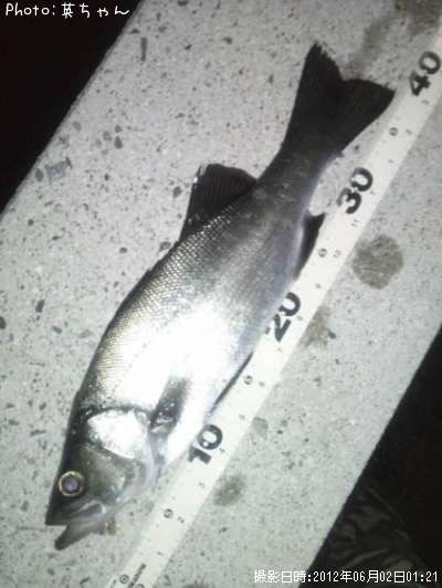 �ҥ饻������