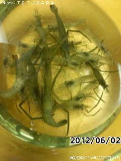 ��Ĺ����