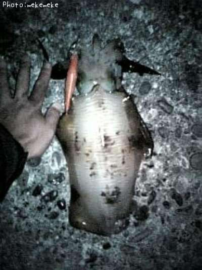 �����ꥤ��