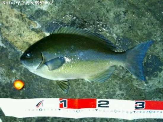 ��Ĺ�᥸��