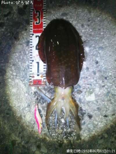 �����ꥤ��